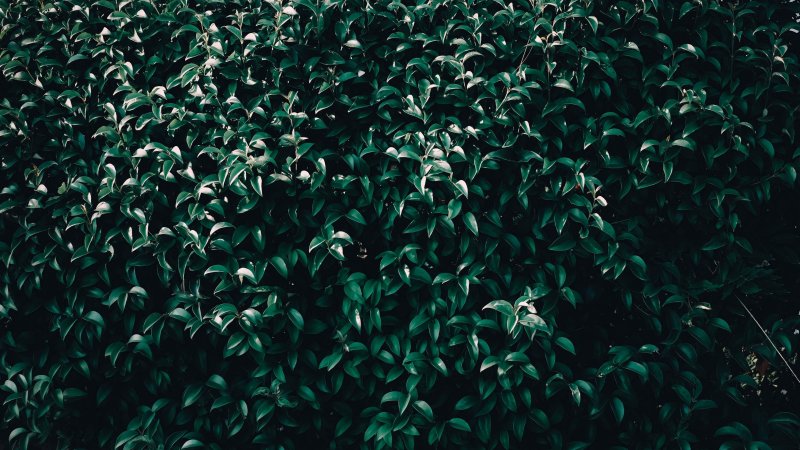 Темно зеленые растения