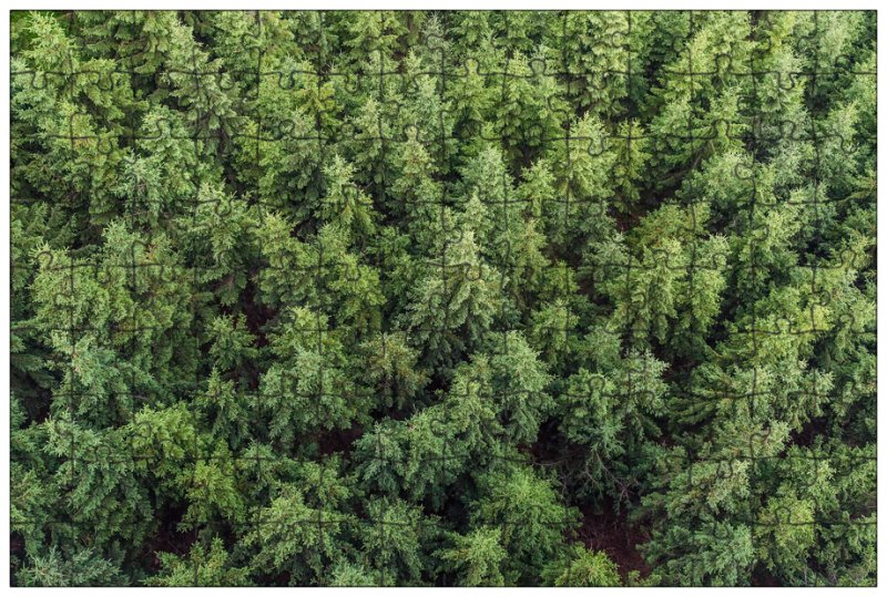 Можжевельник Аризонский