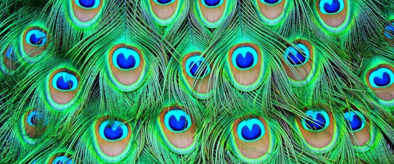 Перо павлина