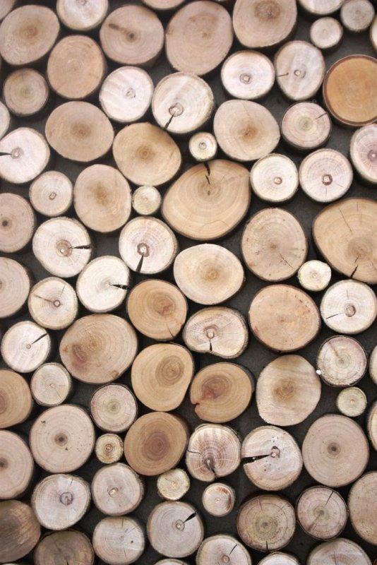 Спил дерева