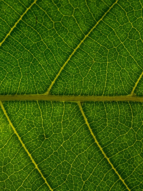 Текстура листа