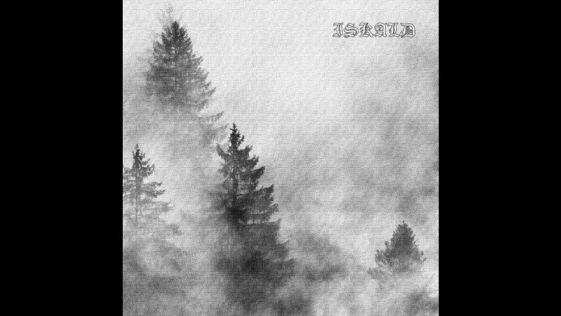 Лес в тумане