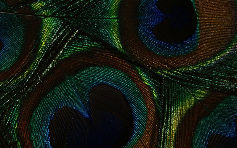 Заставка на рабочий стол Павлин