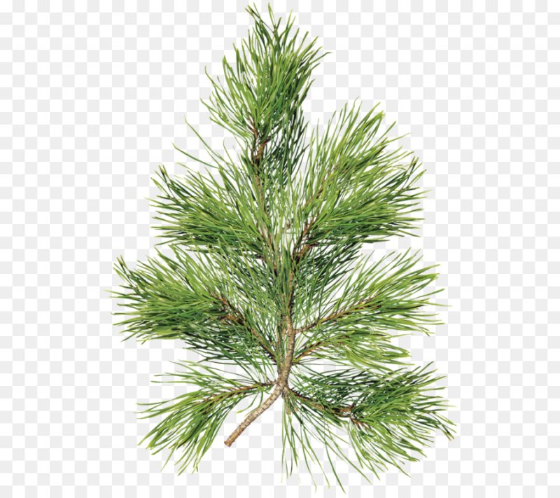 Ветви сосны