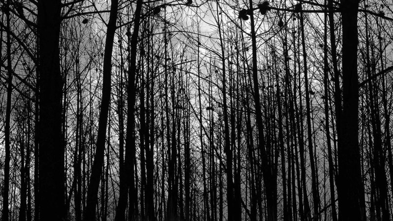 Темное дерево