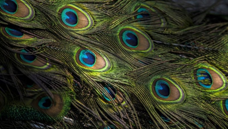 Индийский Павлин