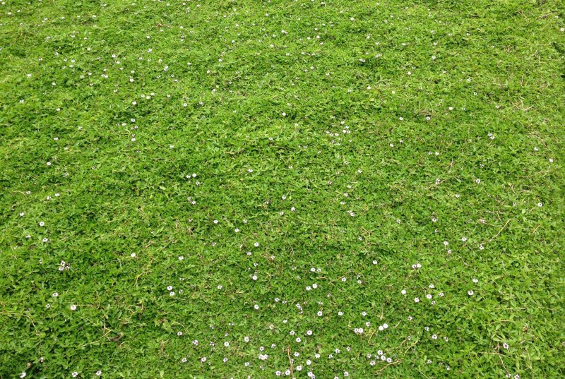 Естественный газон