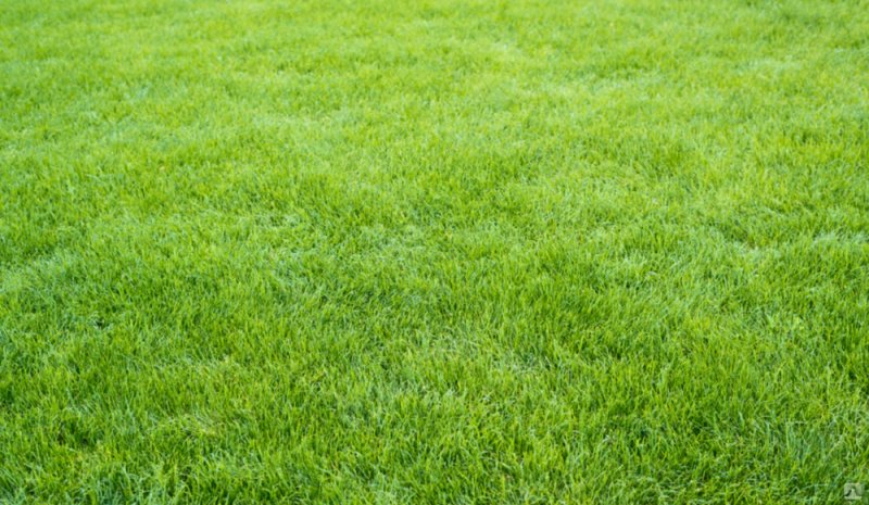 Трава сверху