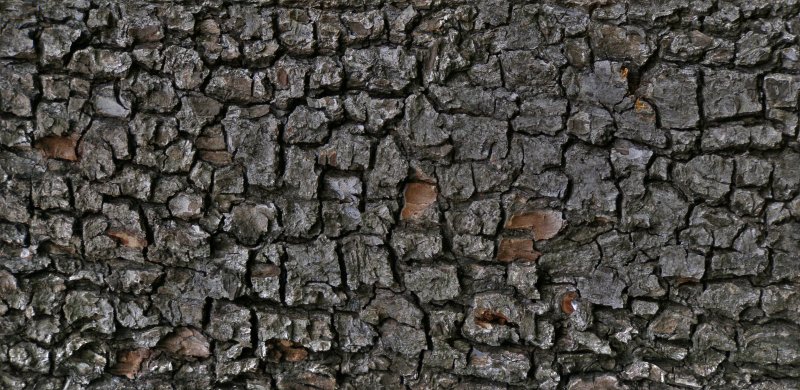 Текстура древесной коры