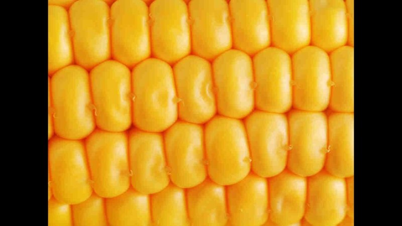 Кукуруза фон