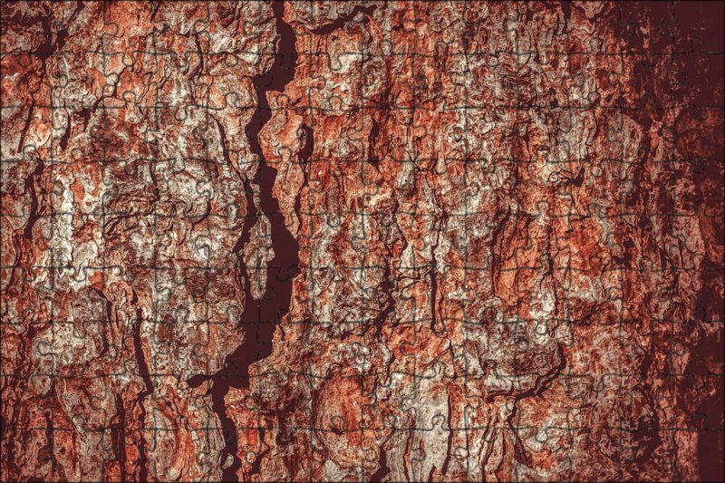 Текстура коры дерева