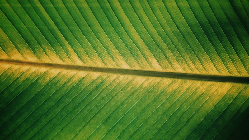 Тропические листья