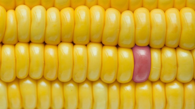 Кукуруза фон