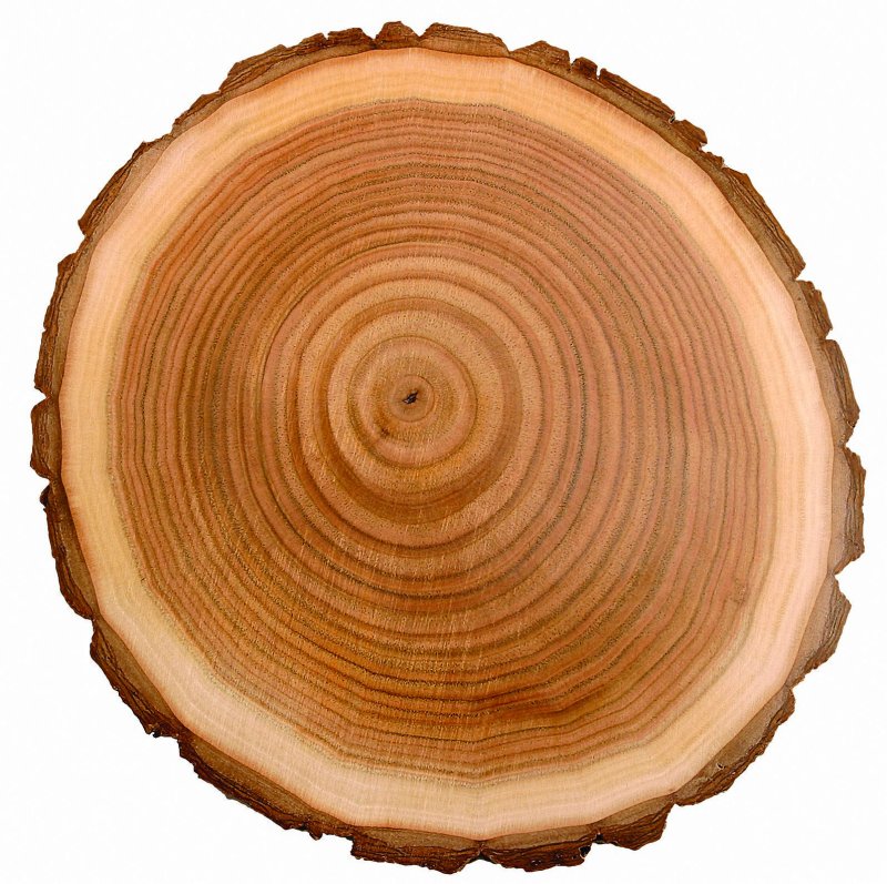 Поперечный срез бревна