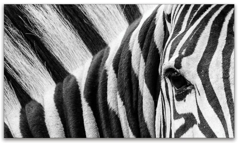 Мех зебры