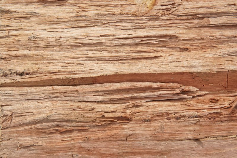 Фактура дерева