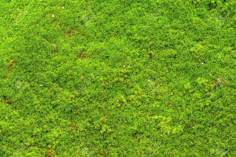 Газон вид сверху