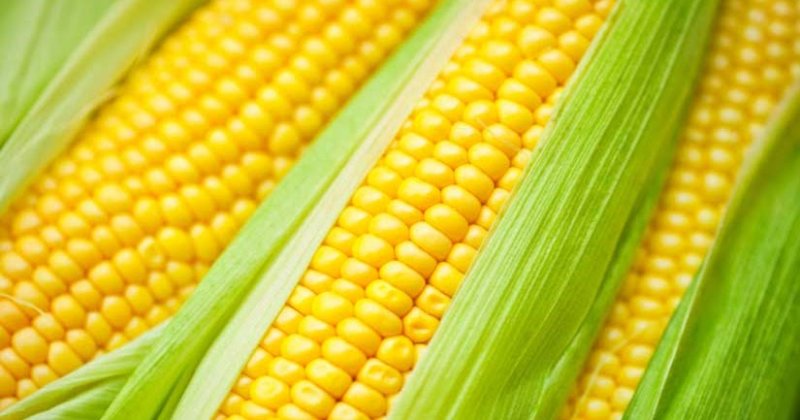 Кукуруза фон