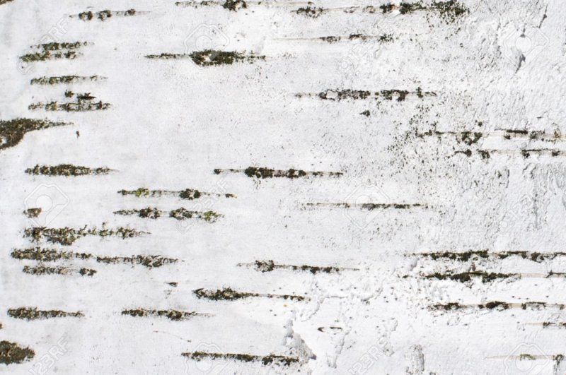 Береста кора березы