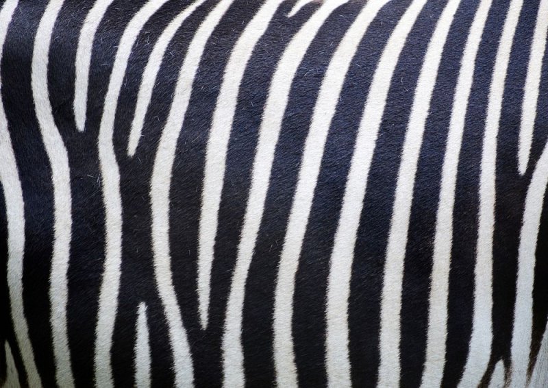 Zebra ds8178