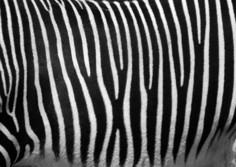Кожа зебры под шерстью