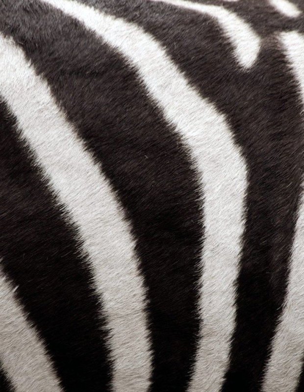 Полоски зебры