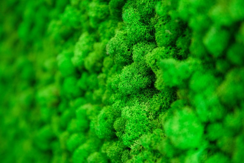 Мох ягель зеленый