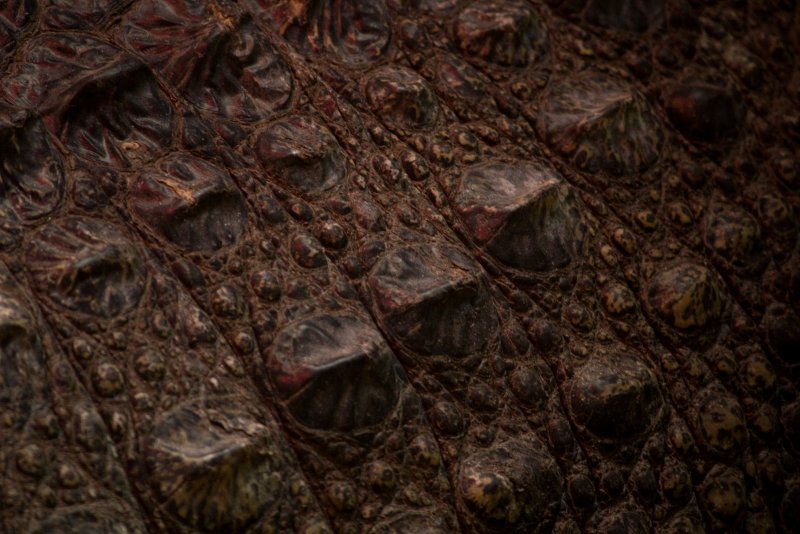 Фактура дракона