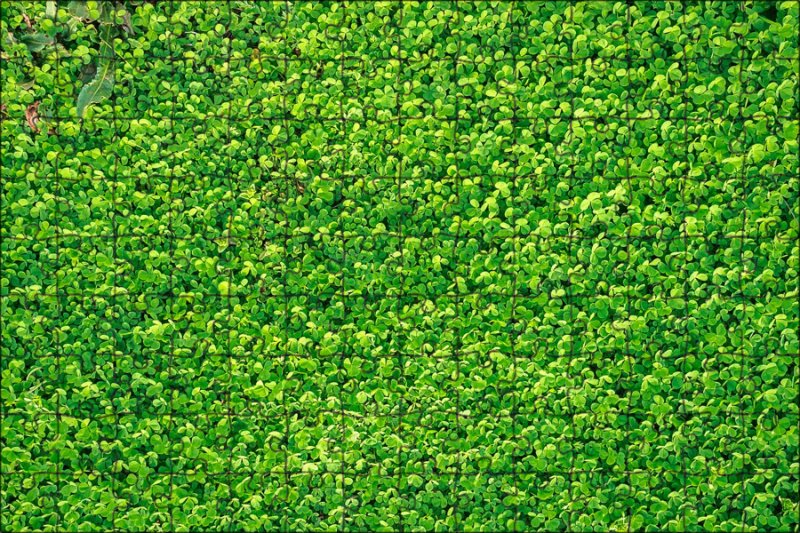 Клевер (микроклевер)