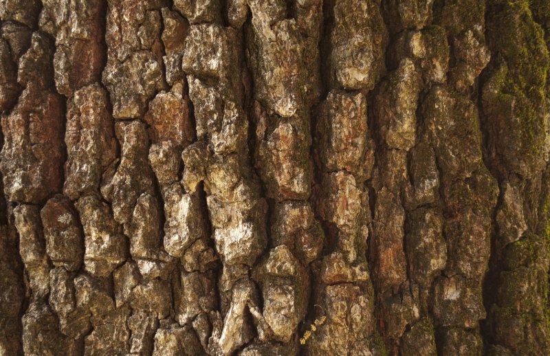 Бороздчатая кора