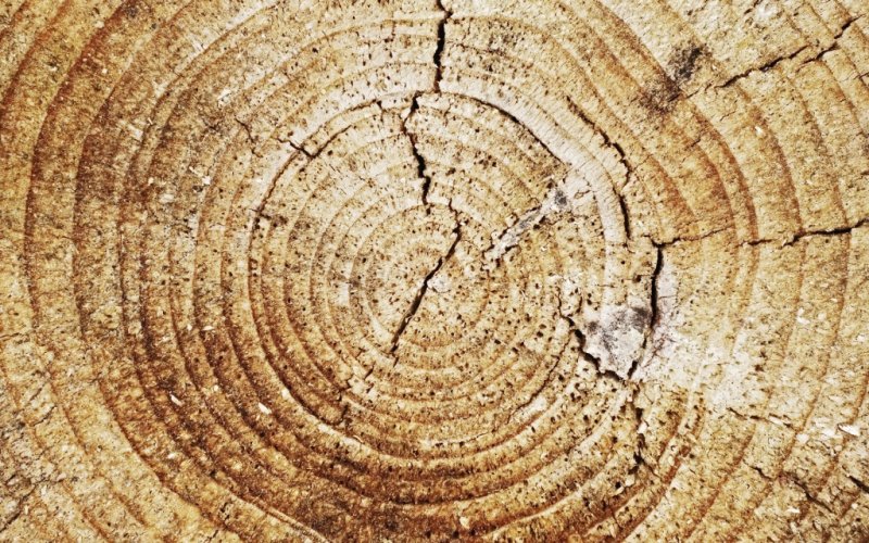 Сибирская лиственница годичные кольца