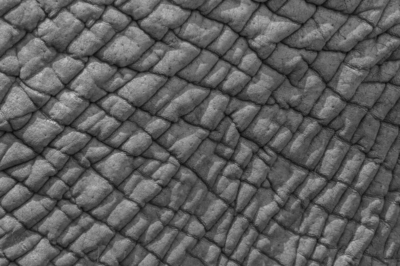 Шкура текстура