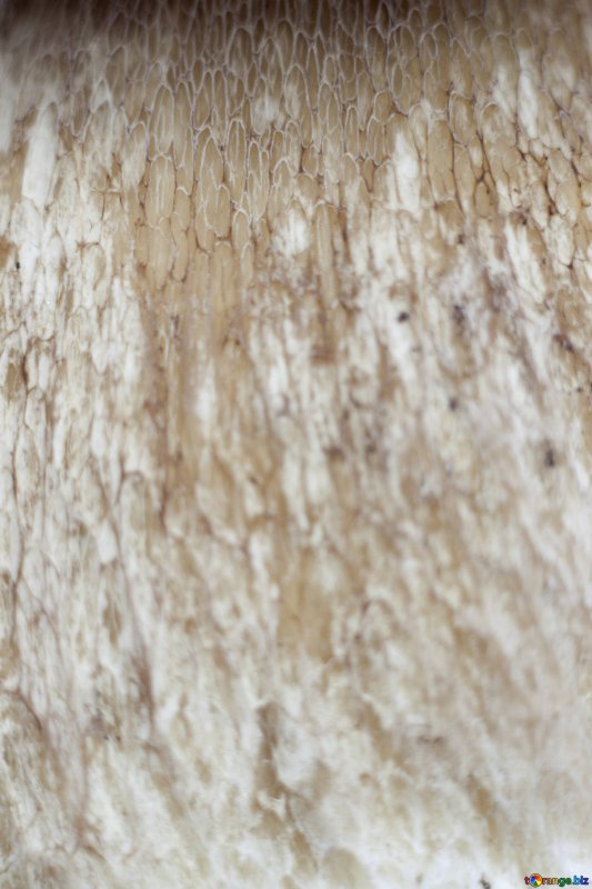 Ножка гриба текстура