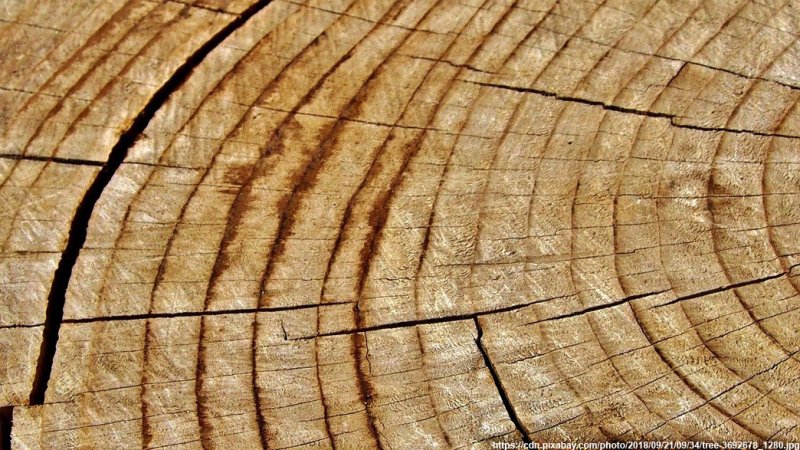 Годичные кольца древесины