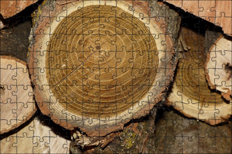 Акация древесина заболонь