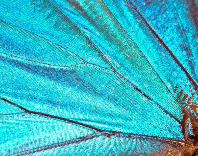 Крыло бабочки макро