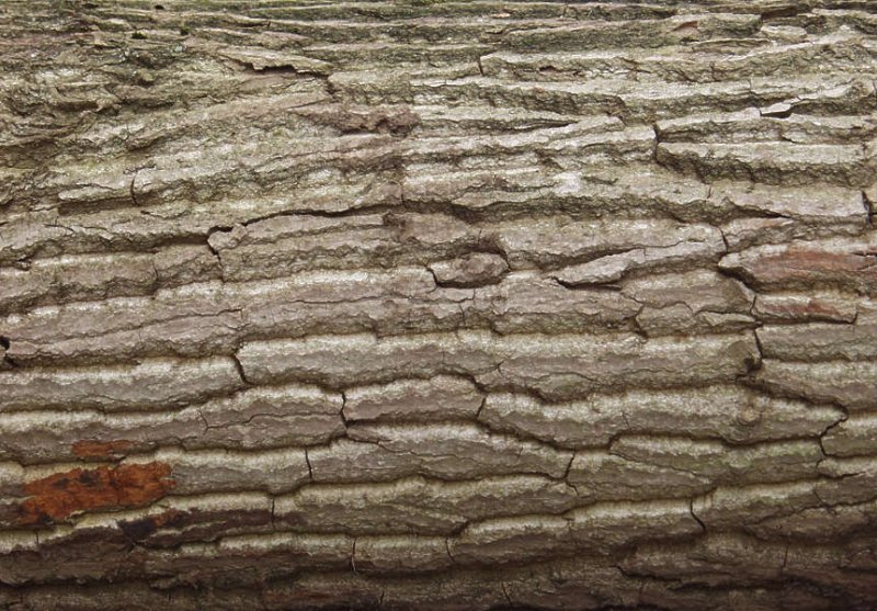 Фактура коры дерева