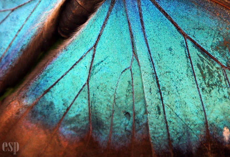 Крыло бабочки Макросъемка