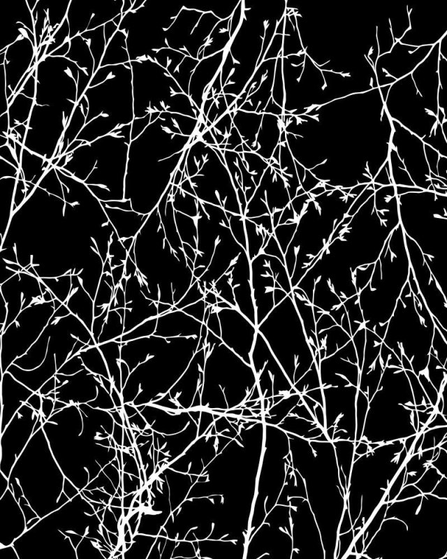 Текстура ветки