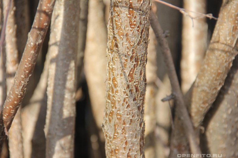 Лещина маньчжурская кора