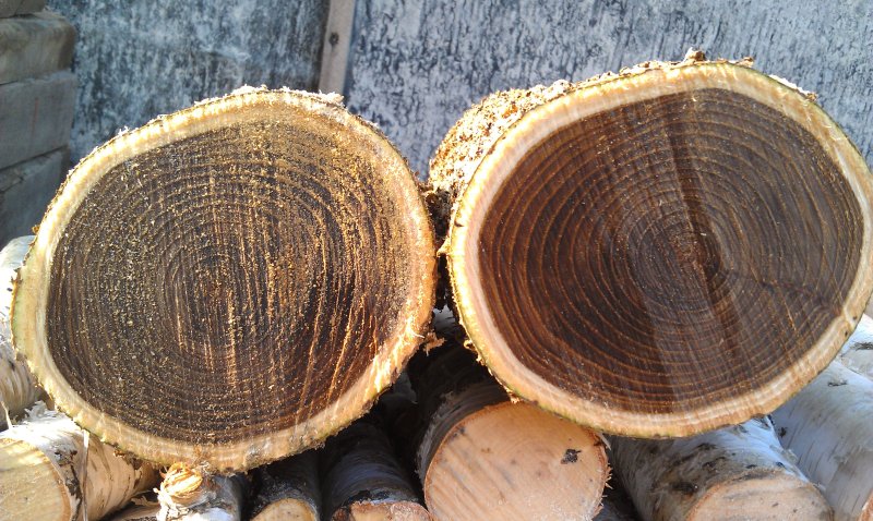 Маньчжурский орех древесина