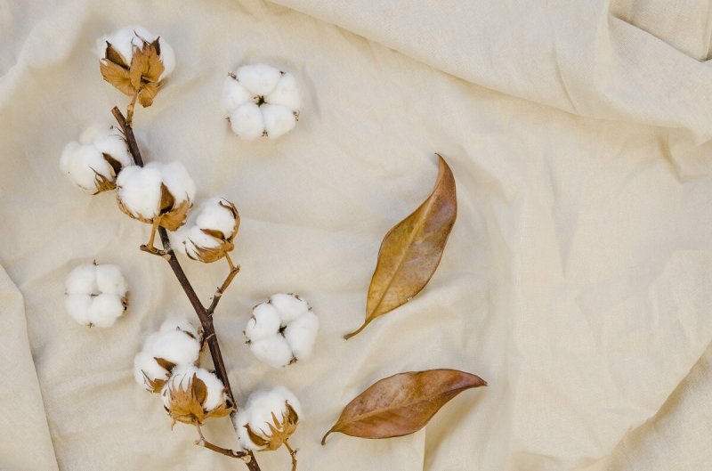 Сухоцвет хлопок Тиффани