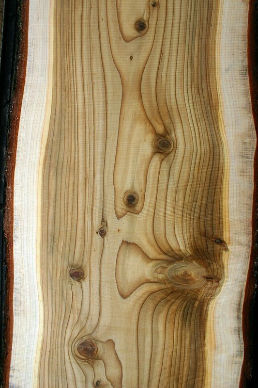 Кедр поперечный срез