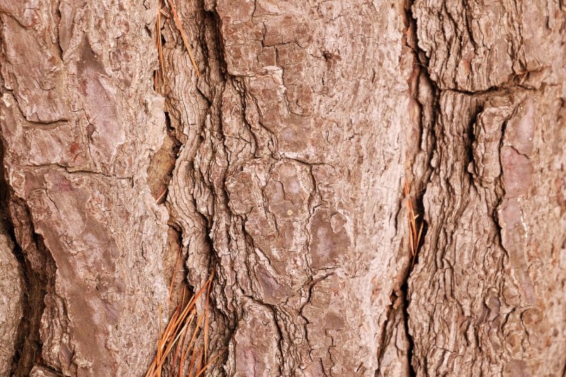 Дерево материал