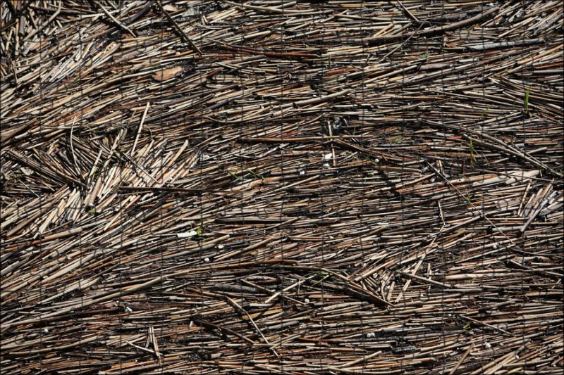 Текстура ветки