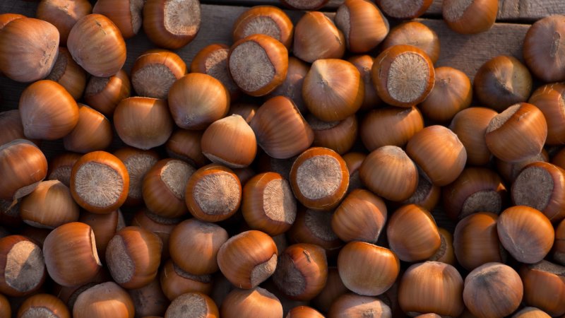 Лесной орех лещина
