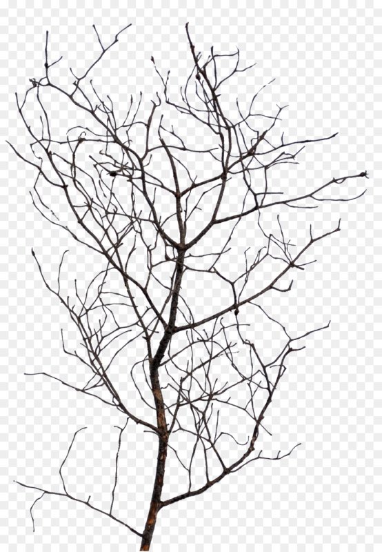 Веточка дерева