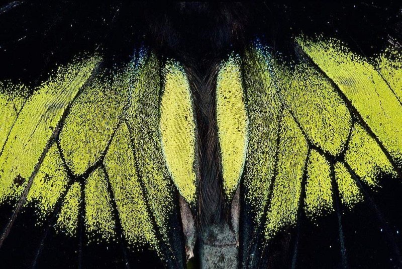 Фактура крыла бабочки