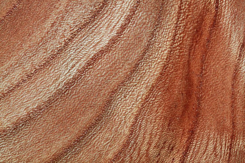 Ткани древесины