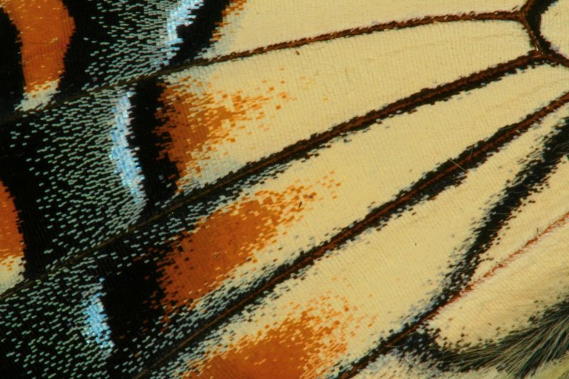 Фактура крыла бабочки